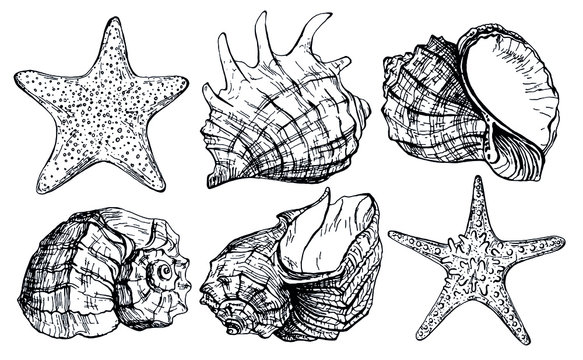 Realistic collection of seashells and starfish. Vector illustrations on white background. Marine set. Perfect for invitations, greeting cards, postcard, posters, prints, banners.
