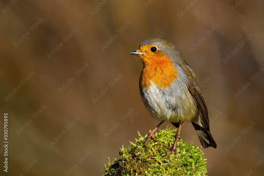 Wall mural Cute european robin, erithacus rubecula, sitting on green moss on a sunny spring day in nature from front view with copy space. Small garden bird, redbreast, resting in forest.