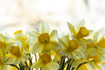 Obraz premium Bouquet of yellow daffodils. In a vase on the window. Spring flowers, background. Beauty
