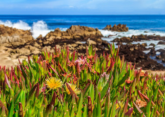 Pacific Ocean waves crashing on the cliffs of the rugged Northern California coast in Monterey, flowers in foreground