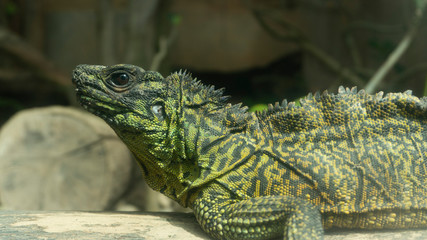 The green iguana also known as the American iguana, is a large, arboreal, mostly herbivorous species of lizard of the genus Iguana.