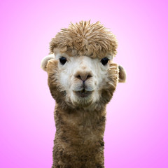 Funny alpaca llama on pink background - obrazy, fototapety, plakaty