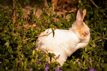 Small rabbit on green grass washing its head