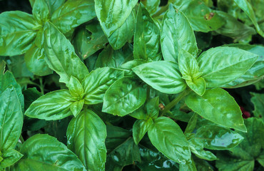 Basilic, Ocimum basilicum