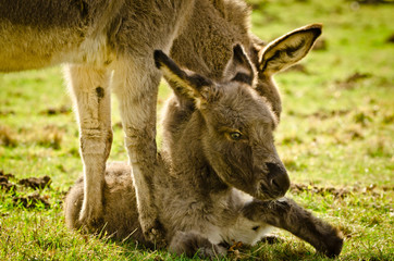 Portrait of a adorable grey donkey foal laying in the grass near to its mother