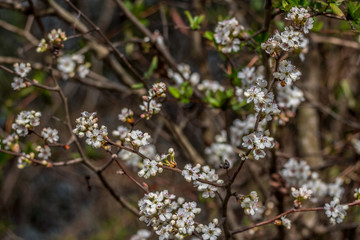 White flowering tree branches