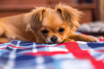 chihuahua rests bored on a tablecloth on a sunny afternoon