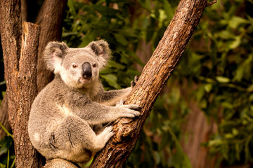 Koala on a tree, Australia