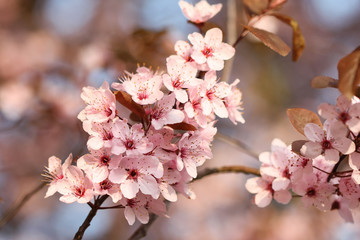 Cherry flowers in spring time