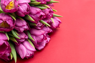 bouquet of pink tulips/ Easter day background. Bouquet of tulips on a red background, web banner