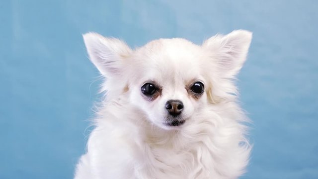 isolated portrait of funny, cheerful and beautiful Chihuahua. she looks at camera, removes lugs and licked