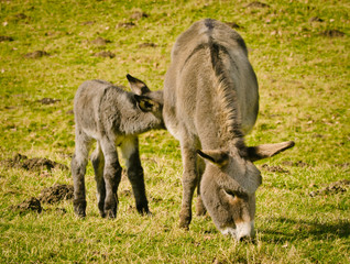 A small sweet littel donkey foal near to its mother in the grass