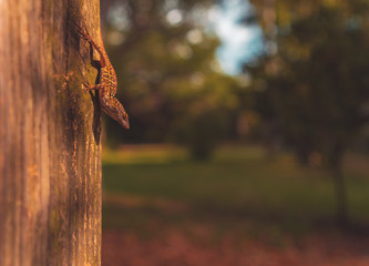 tree nature animal lizard forest green wood autumnal outdoors leaves old environment