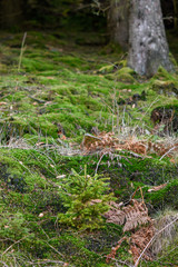 green moss in the forest