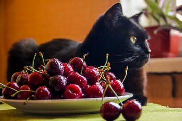 cherry berries close up macro whis a cat