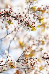 Sakura - dreamy japanese cherry blossom background