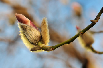 Spring. Close- up of Magnolia flowers. Blue sky.