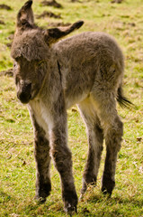 A cute and flurry littel donkey foal in the meadow in springtime