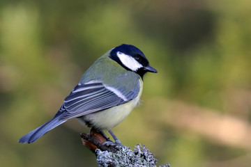 Great tit