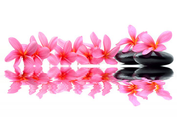 Frames with frangipani flowers over white background