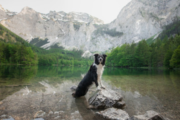 Border Collie dog on nature, background of a beautiful landscape. pet by the mountain lake.