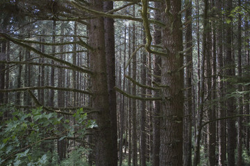 Oregon Forest