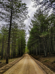 Fototapeta na wymiar Dirt path surrounded by pine trees in the mountains of central Spain.