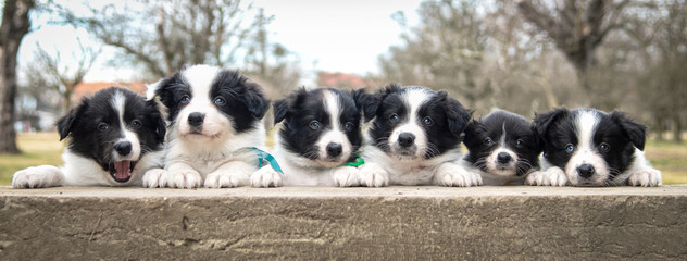 puppies in the grass