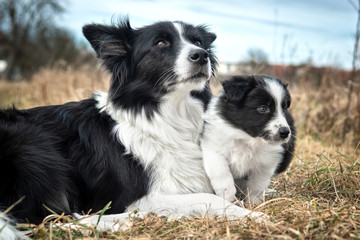 border collie puppy