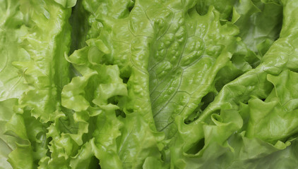 Green lettuce leaves. Vegetables on a black textured background.