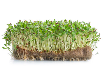 Micro  leaf vegetable of green alfalfa seeds sprouts