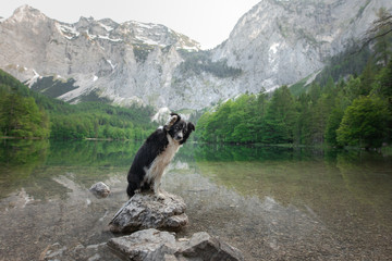 Border Collie dog on nature, background of a beautiful landscape. pet by the mountain lake.