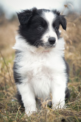 border collie puppy