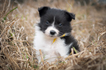 border collie puppy