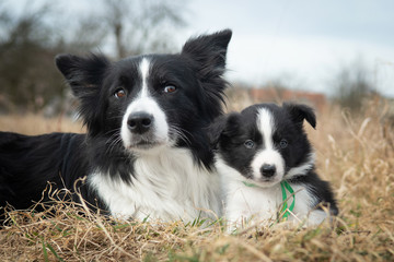 border collie and puppy
