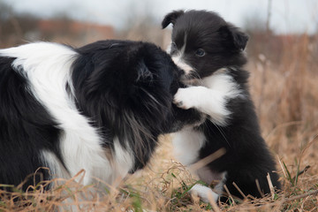 bordercollie playing with puppy