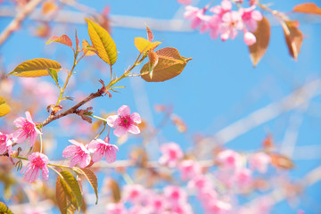 Pink cherry tree blossom flowers blooming in spring, easter time against a natural sunny blurred garden banner background of blue, yellow and white bokeh. 