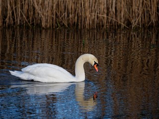 Pair of white swans on the water