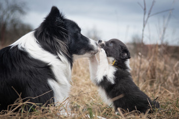 border collie playing with puppy