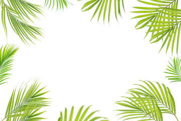 Beautiful green palm leaf isolated on white background with for design elements, tropical leaf, summer background