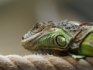 Iguana on a rope