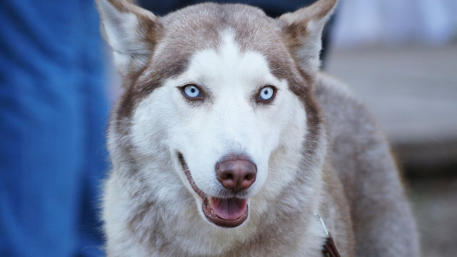 PERRO Husky siberiano