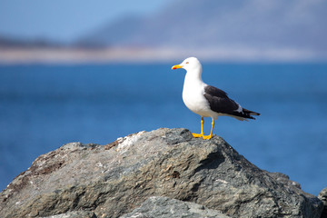 Seagull - black-backed gull (Larus marinus) spring on Horn ferry dock in Br&oslash;nn&oslash;y municipality, Northern Norway