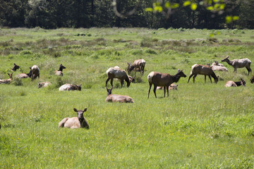 Elk Herd