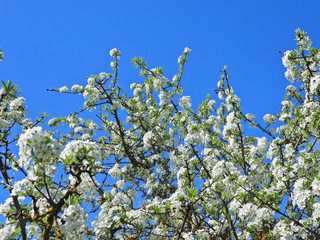 Zoom photo of beautiful almond tree in blossom and deep blue sky as background