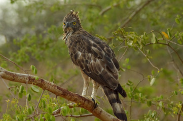 bird of prey