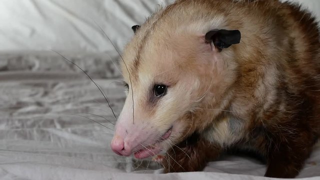 Hand opossum