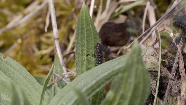 Glanville Fritillary (Melitaea cinxia ) Caterpillars. Approx 15mm long. Probably 5th Instar.