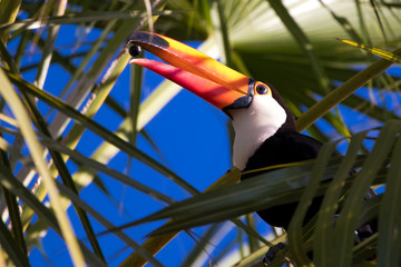 Tucano Pantaneiro © DanielNel