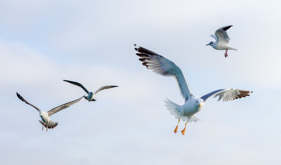 Gulls